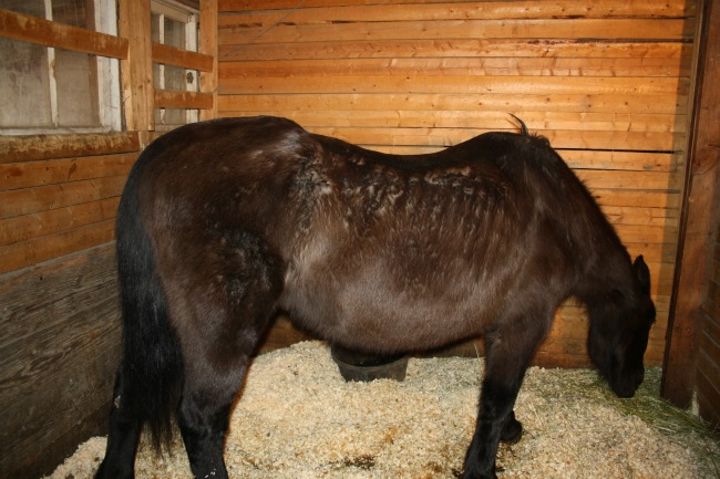horse22