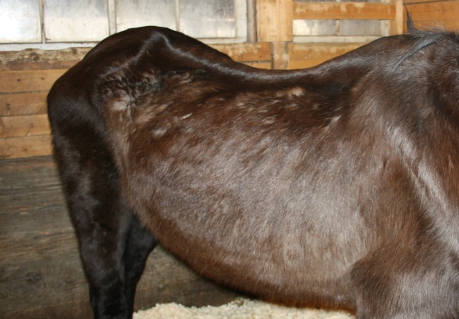 horse23
