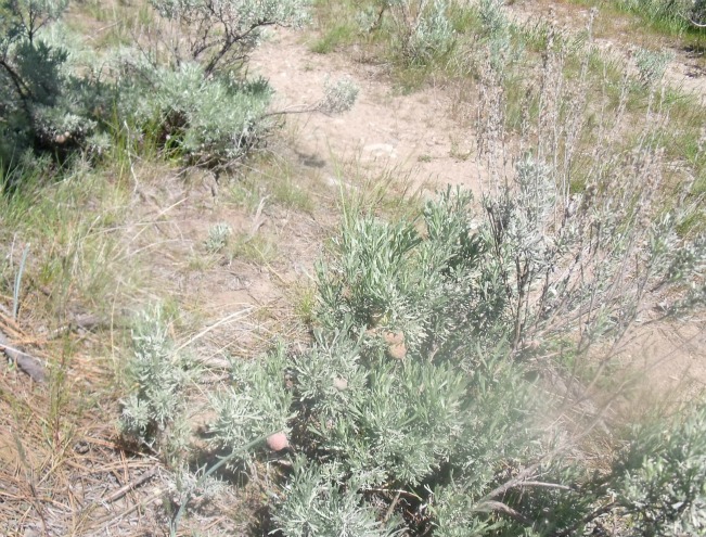 Reed Creek22