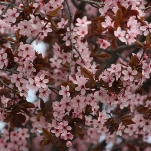 aa purple blossoms