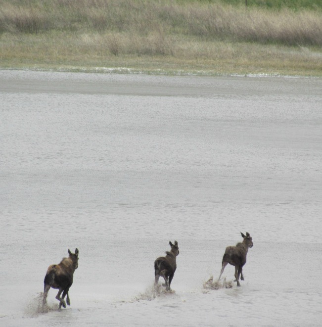 aa a moose 22