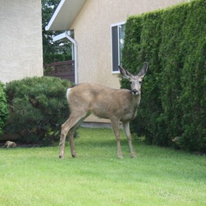 a a deer22