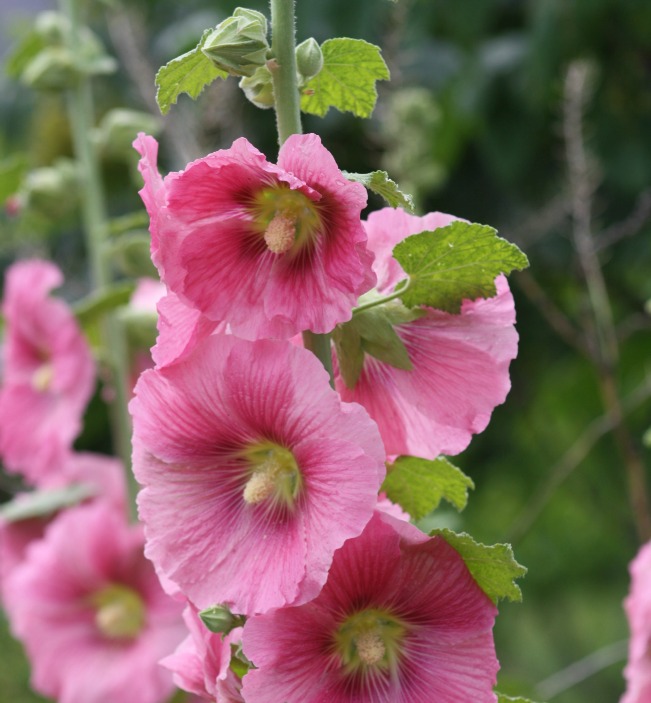 a a flower22
