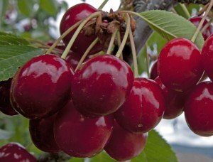 a a cherries redding22