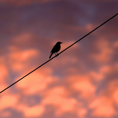 nightbird22