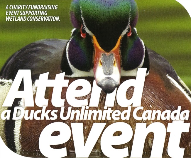 ducks22