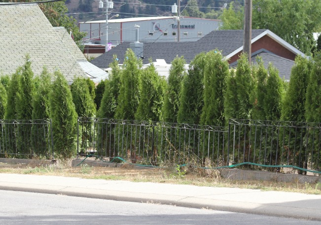 hedge22