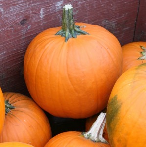 reid pumpkins