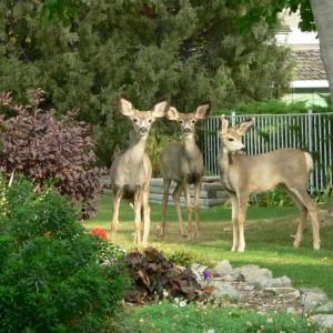 three deer22