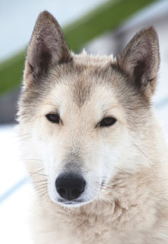 whistler-sled-dog-memorial-240
