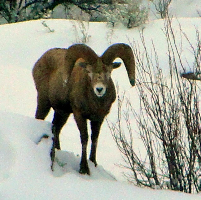 Bighorn Sheep22