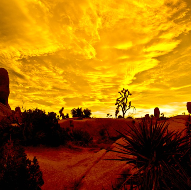 Joshua Tree