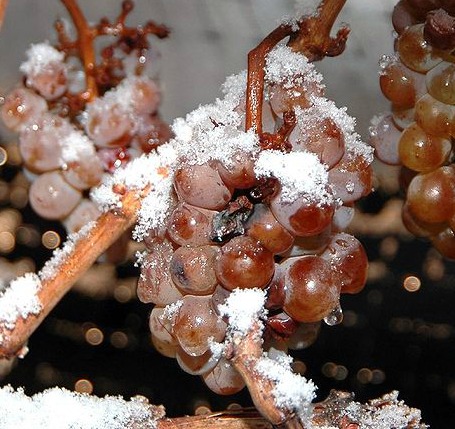 ice wine grapes22