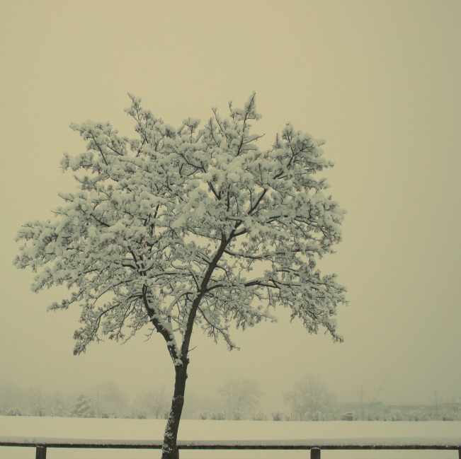 snow tree44