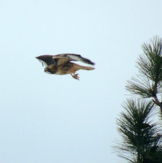 talon bird22