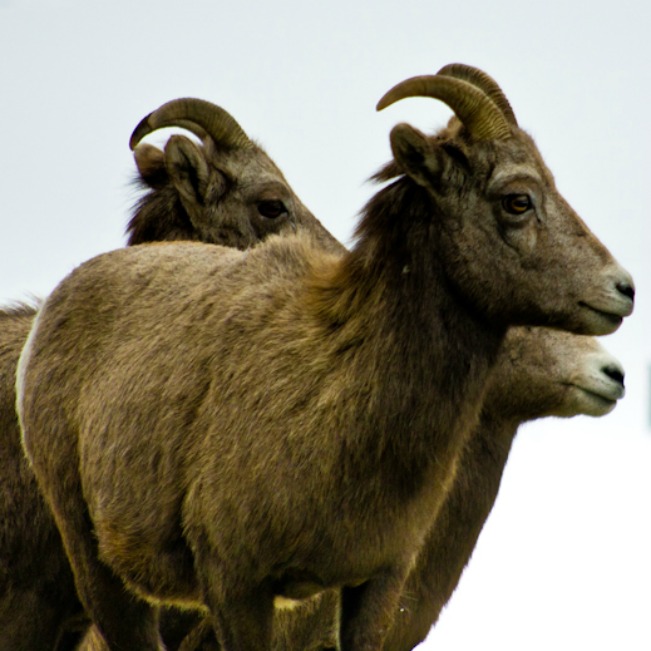 Bighorn at Gallagher Lake22