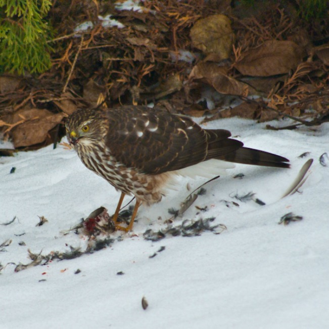 Hungry bird 122