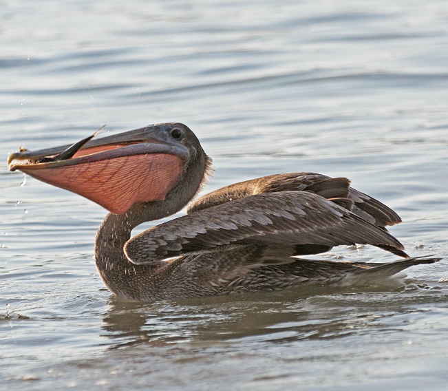 Pelican 22