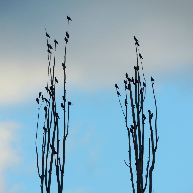 cedar waxwings22