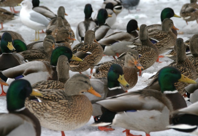 ducks22