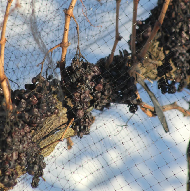ice wine22
