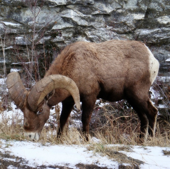 parolin sheep22