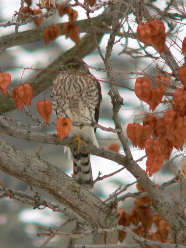 rock bird2