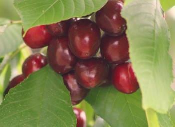 cherries22