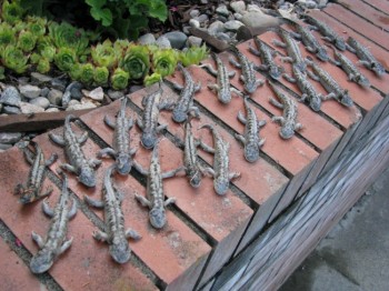 aa salamanders carole stevens