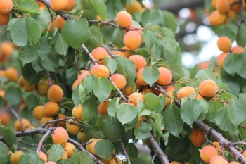 fruit basket