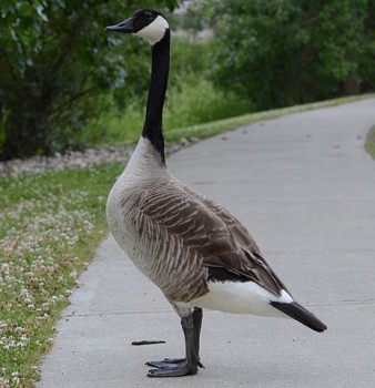 goose