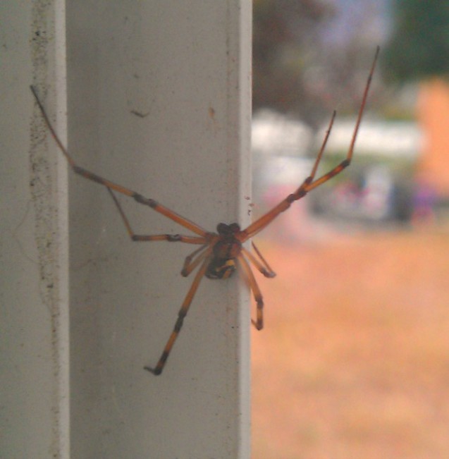 spider22