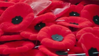 a a poppy