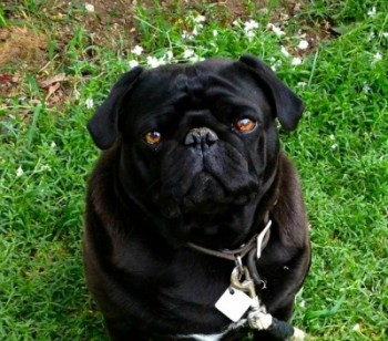 a pug22