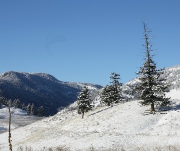 trees in snow two22