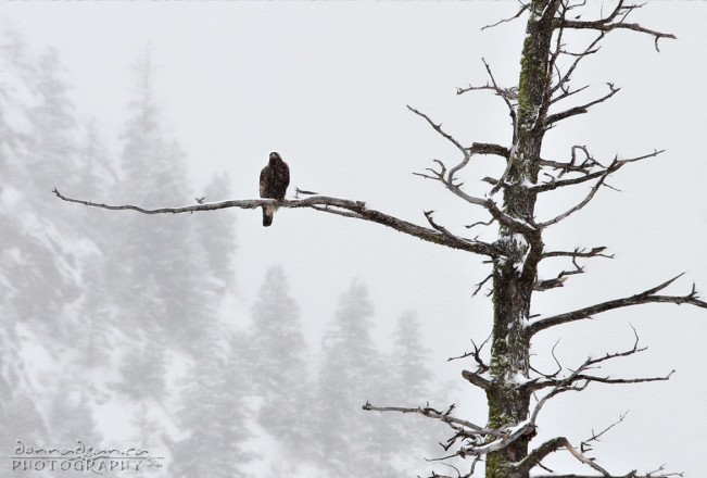 redtail_feb23-14 109