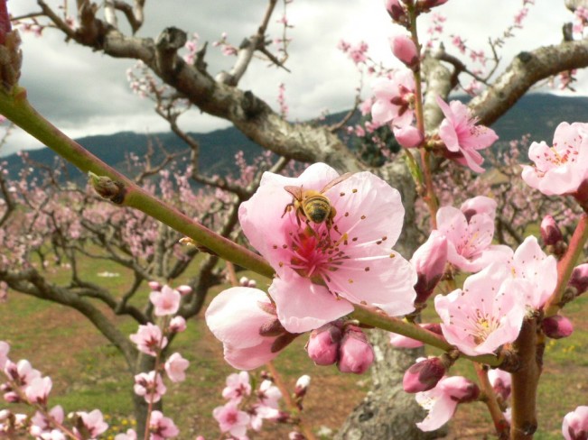 bee spotted22