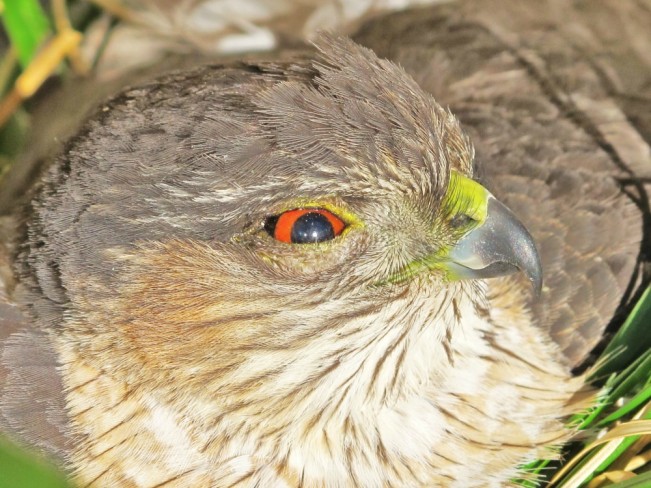 sharp tailed hawk chapman22