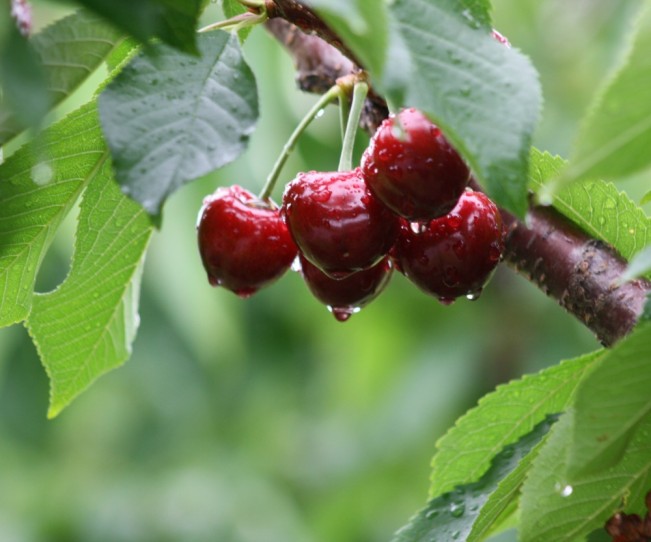 cherries22