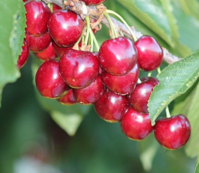 cherry munch