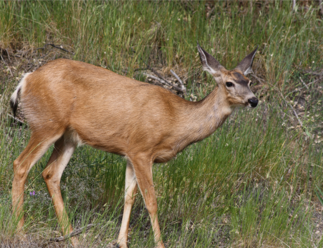 deer22