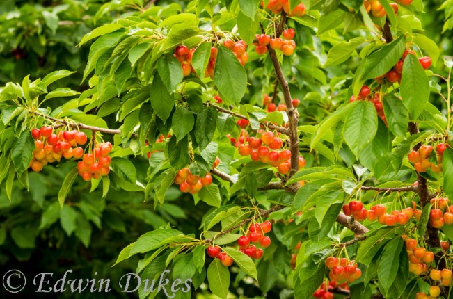 dukes different cherries