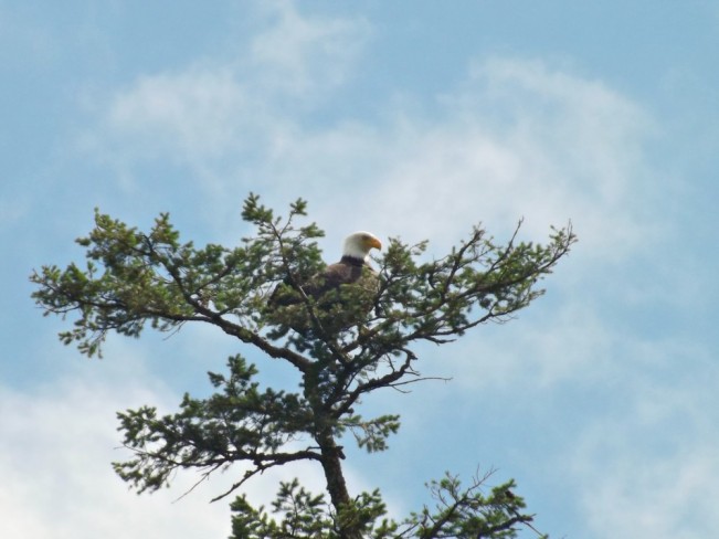 eagle next parolin22