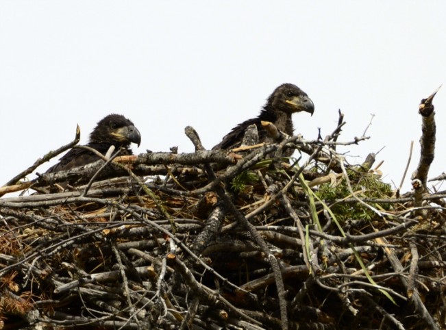 eaglets22