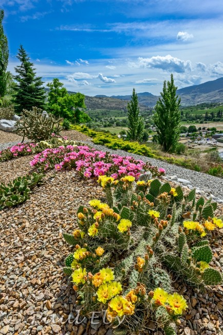 eby cacti