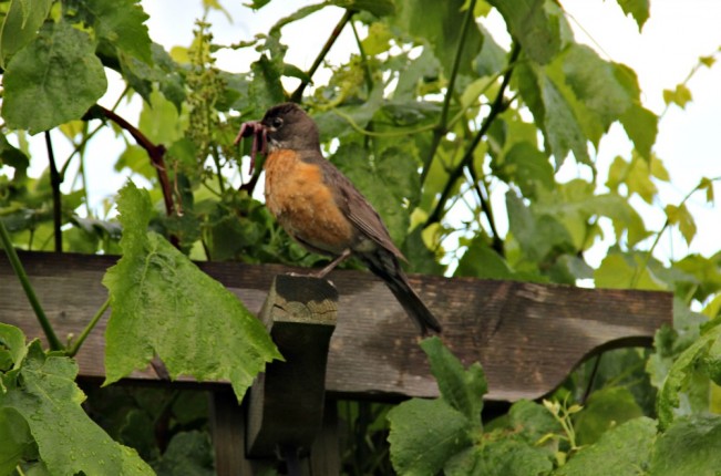 gale kleckner robin22