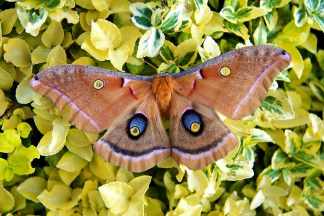 moth cook22
