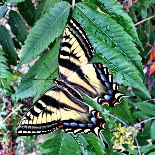 munday butterfly two22
