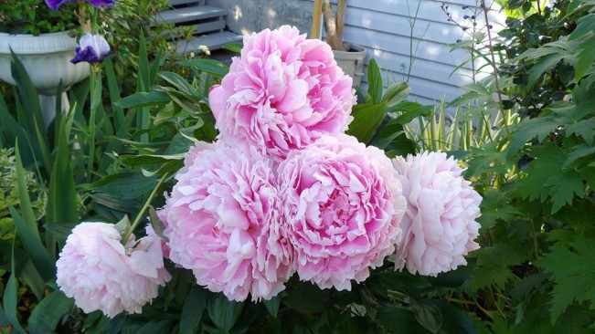 peony