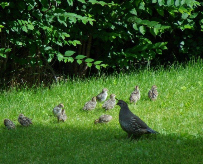 quail44